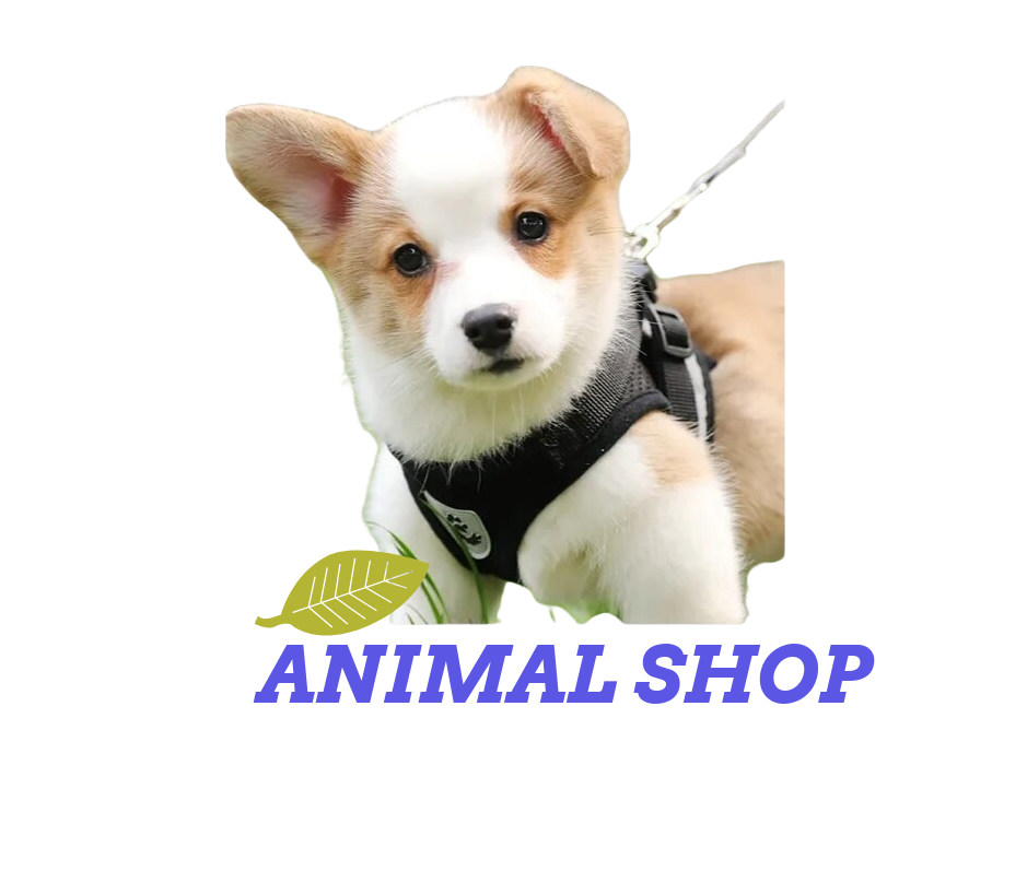 animal-shop